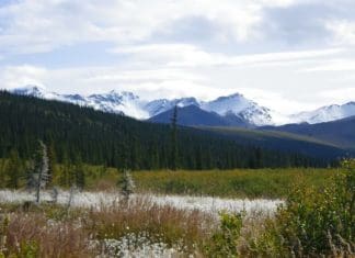 Sheep Hunt in Alaska Part 1 pic 1 sheep